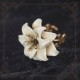 Hoshibako Works Lily Crystal Brooch and Necklaces(Pre-Order/Full Payment Without Shipping)